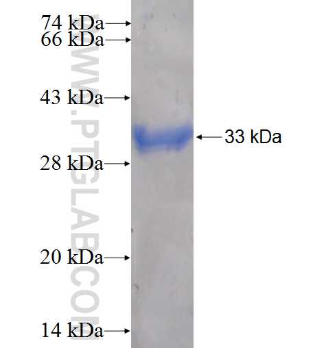 KIR2DL3 fusion protein Ag5163 SDS-PAGE