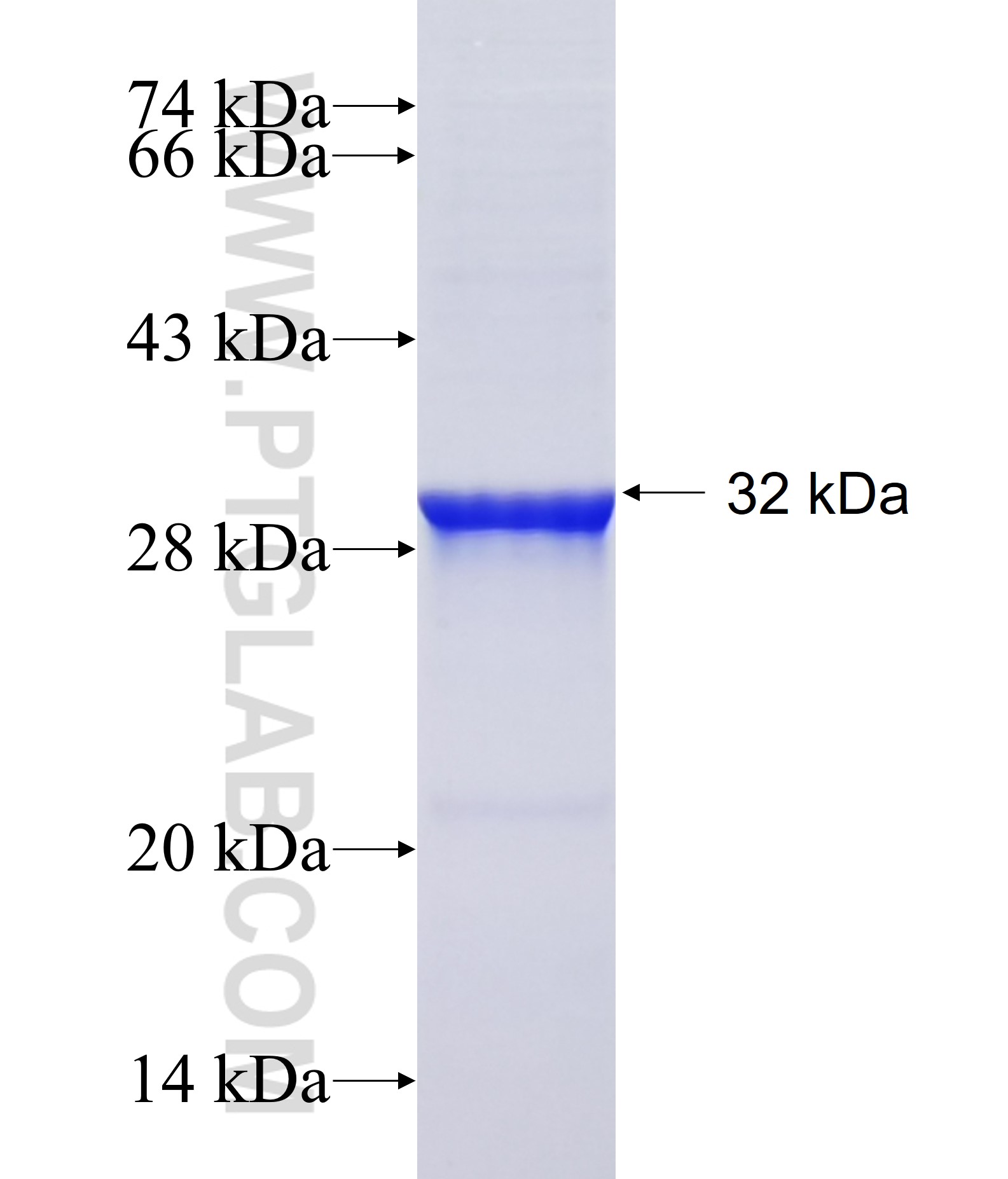 KIR2DL4 fusion protein Ag17947 SDS-PAGE