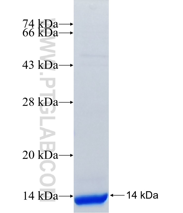 KIR3DL3 fusion protein Ag19388 SDS-PAGE