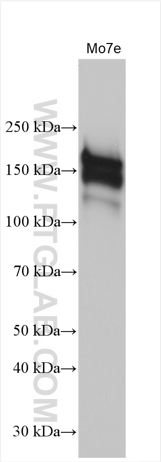 WB analysis of Mo7e using 18696-1-AP