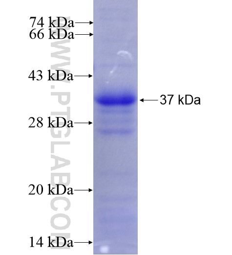 SCF fusion protein Ag12462 SDS-PAGE SCF fusion protein Ag12462 SDS-PAGE