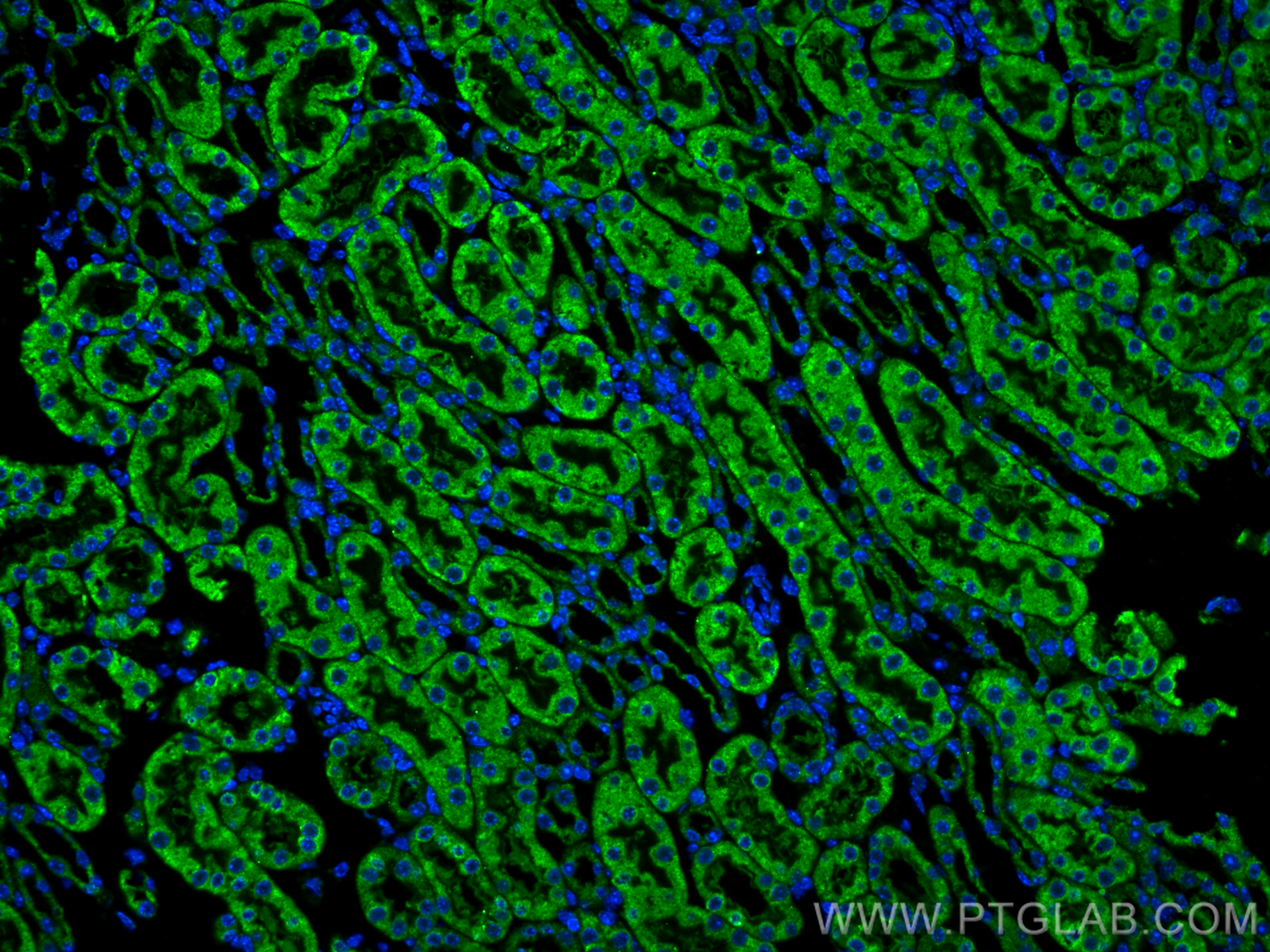 Immunofluorescent analysis of (4% PFA) fixed paraffin-embedded mouse kidney tissue using KL antibody (67331-1-Ig, Clone: 4D1G11 ) at dilution of 1:400 and CoraLite®488-Conjugated Goat Anti-Mouse IgG(H+L) (<a class='green' href='/productredirect?CatalogNo=SA00013-1' target='_blank'>SA00013-1</a>). Heat mediated antigen retrieval with Tris-EDTA buffer (pH 9.0). IF Staining of mouse kidney using 67331-1-Ig
