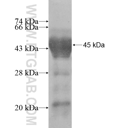 KLC2 fusion protein Ag11158 SDS-PAGE