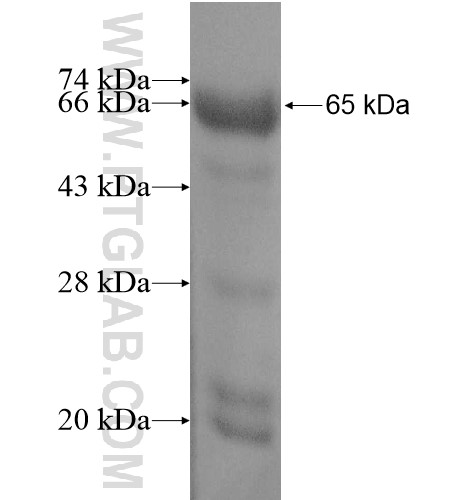 KLC2 fusion protein Ag11295 SDS-PAGE