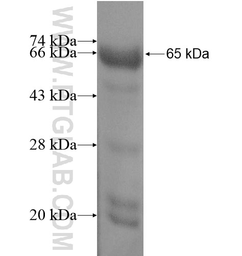 KLC2 fusion protein Ag11295 SDS-PAGE KLC2 fusion protein Ag11295 SDS-PAGE