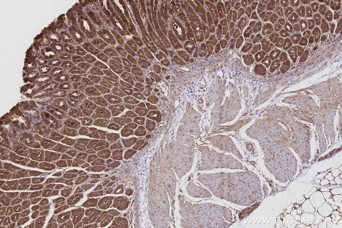 IHC staining of mouse stomach using 16493-1-AP IHC staining of mouse stomach using 16493-1-AP