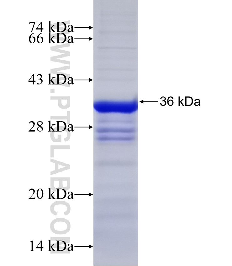 KLF10 fusion protein Ag31754 SDS-PAGE KLF10 fusion protein Ag31754 SDS-PAGE