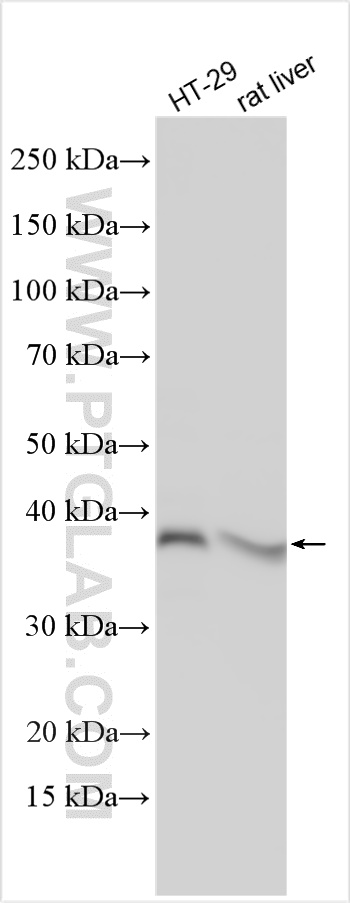 WB analysis using 18352-1-AP