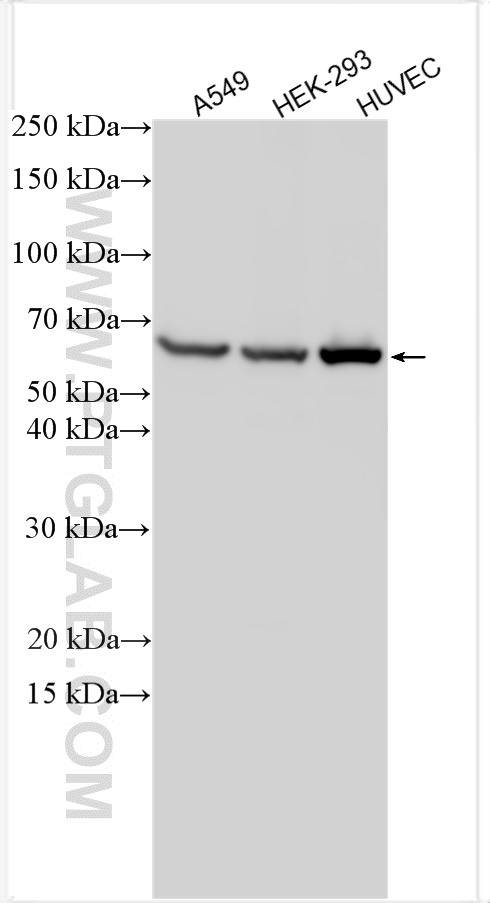 WB analysis using 11880-1-AP