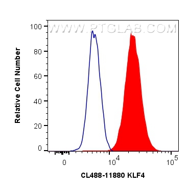 FC experiment of HeLa using CL488-11880