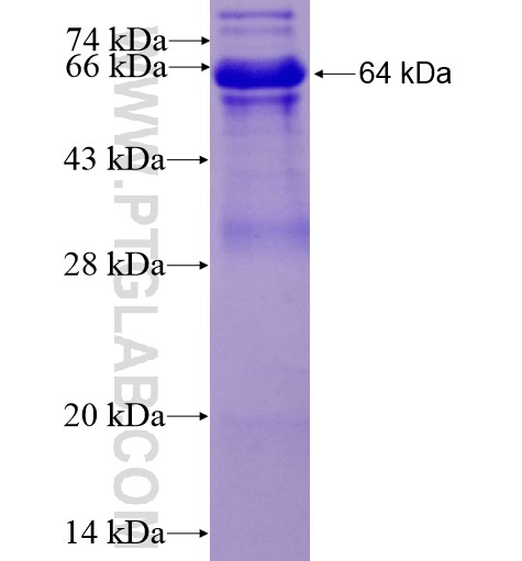 KLF5 fusion protein Ag15267 SDS-PAGE