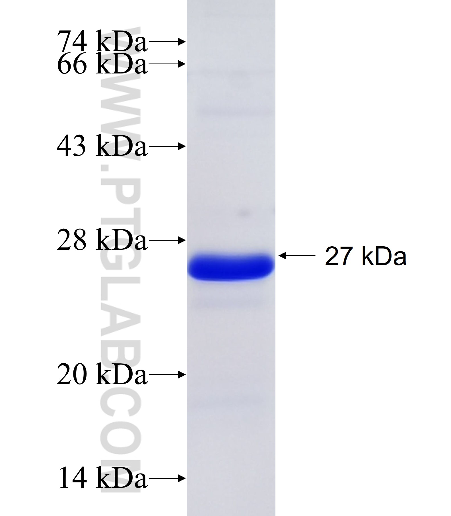 KLF9 fusion protein Ag34424 SDS-PAGE