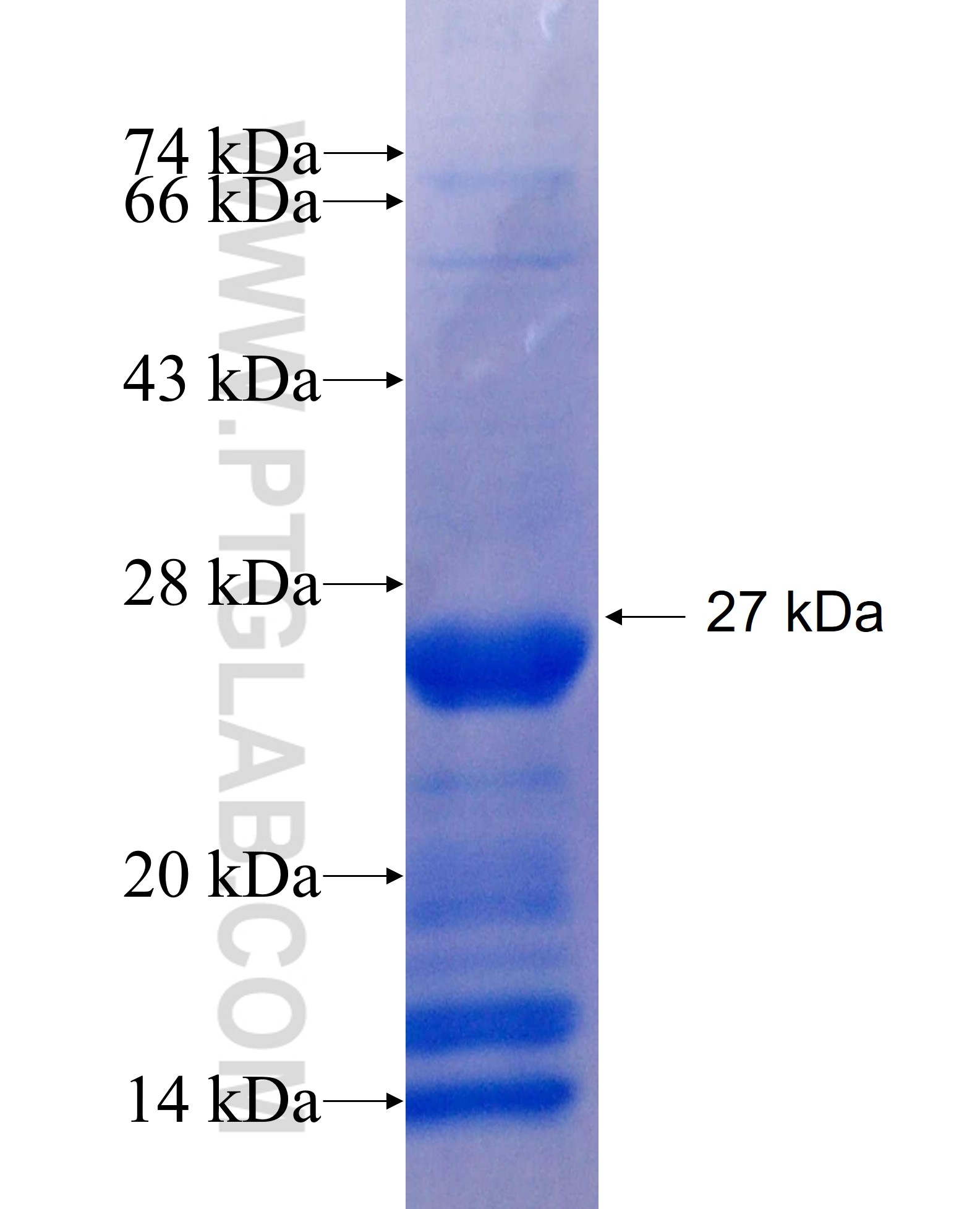 KLHDC1 fusion protein Ag23704 SDS-PAGE