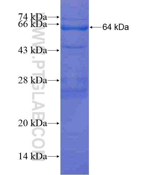 KLHDC5 fusion protein Ag20448 SDS-PAGE