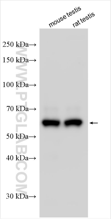 WB analysis using 25591-1-AP
