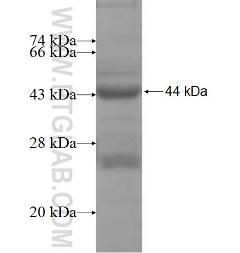 KLHL12 fusion protein Ag6785 SDS-PAGE KLHL12 fusion protein Ag6785 SDS-PAGE