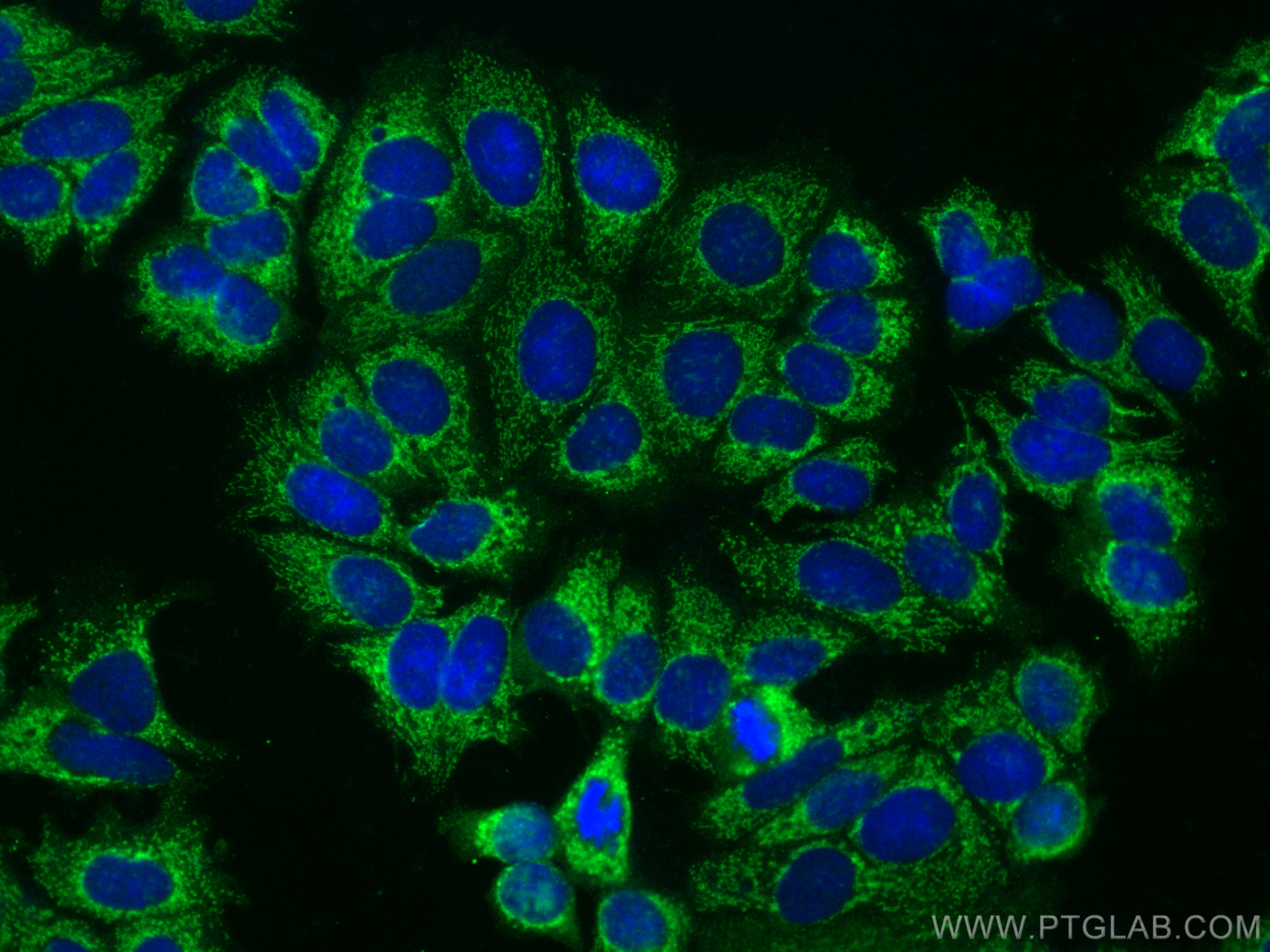 IF Staining of MCF-7 using 14449-1-AP