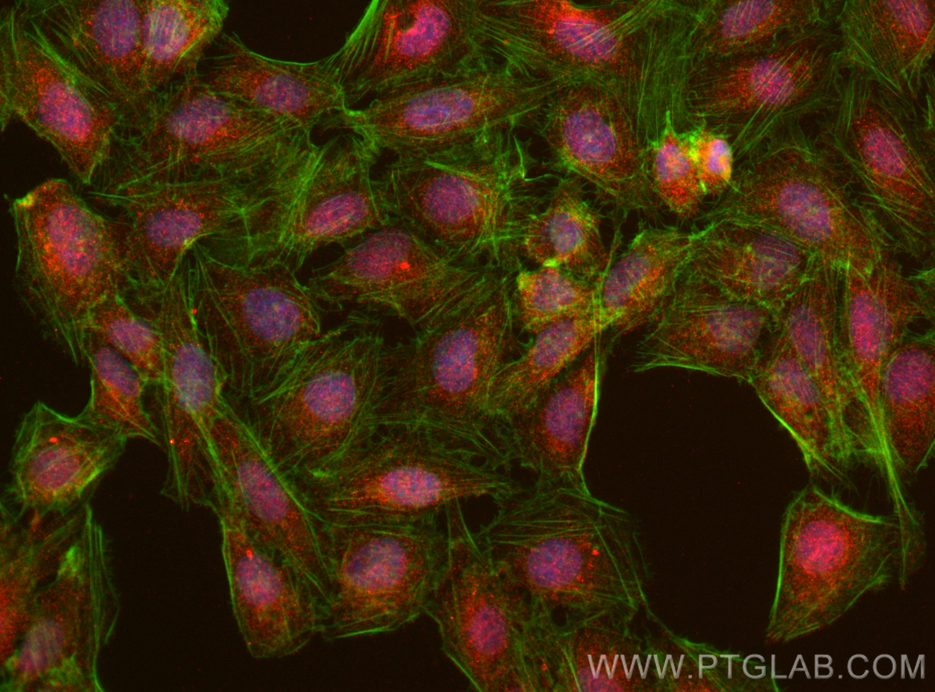 IF Staining of U2OS using 28621-1-AP