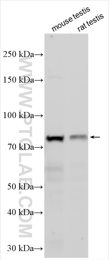 WB analysis using 21981-1-AP