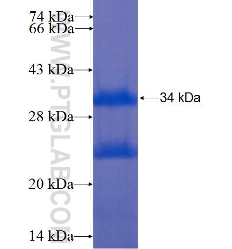 KLK10 fusion protein Ag8050 SDS-PAGE KLK10 fusion protein Ag8050 SDS-PAGE
