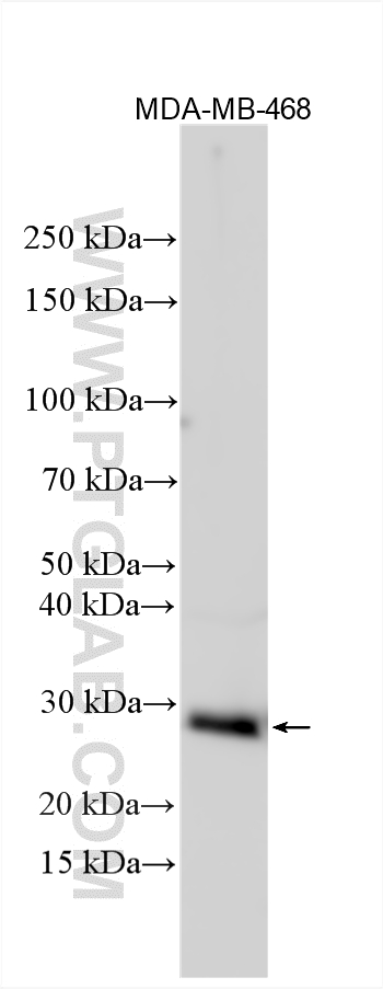 WB analysis using 12264-1-AP WB analysis using 12264-1-AP