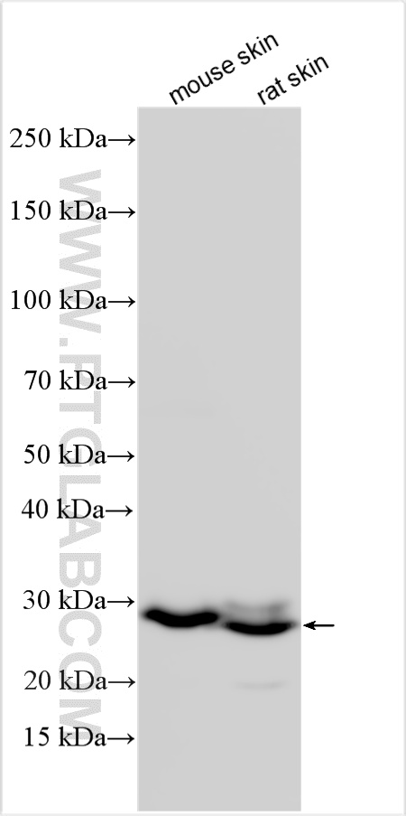 WB analysis using 23810-1-AP