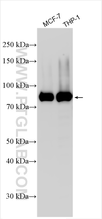WB analysis using 31532-1-AP