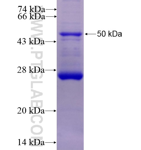 KLRC1 fusion protein Ag1376 SDS-PAGE