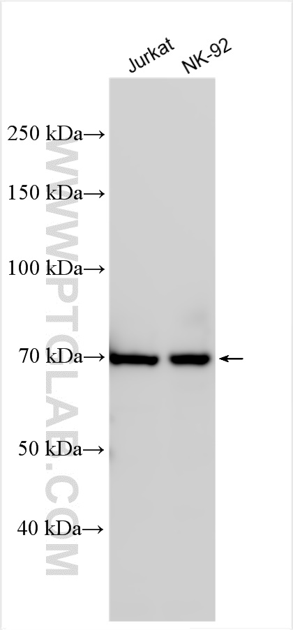 WB analysis using 10974-1-AP