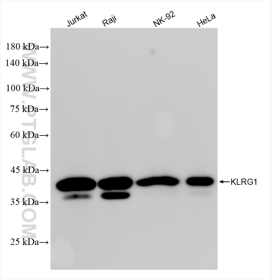 WB analysis using 84785-4-RR (same clone as 84785-4-PBS)