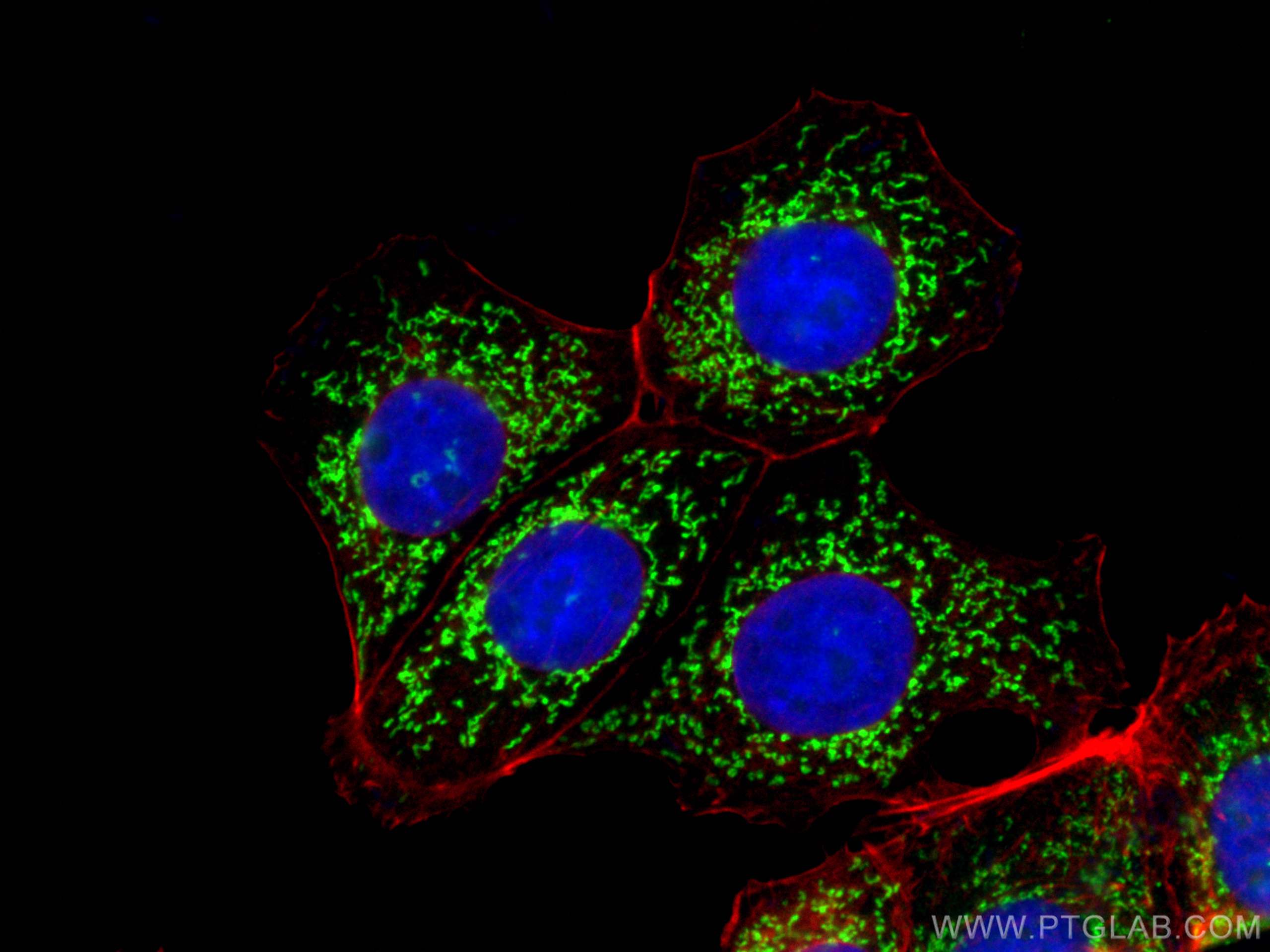 IF Staining of MCF-7 using 10698-1-AP