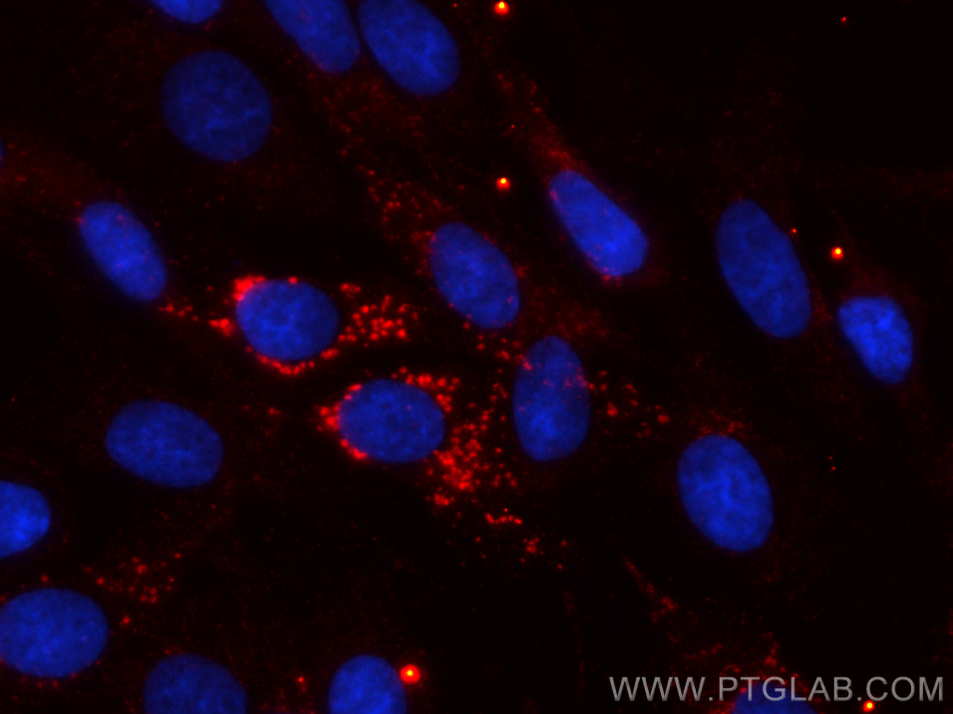 IF Staining of C6 using CL594-60029