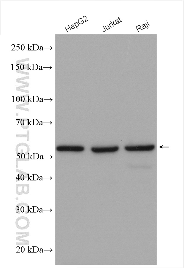 WB analysis using 10819-1-AP