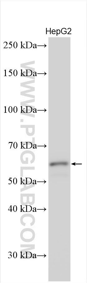 WB analysis using 28050-1-AP