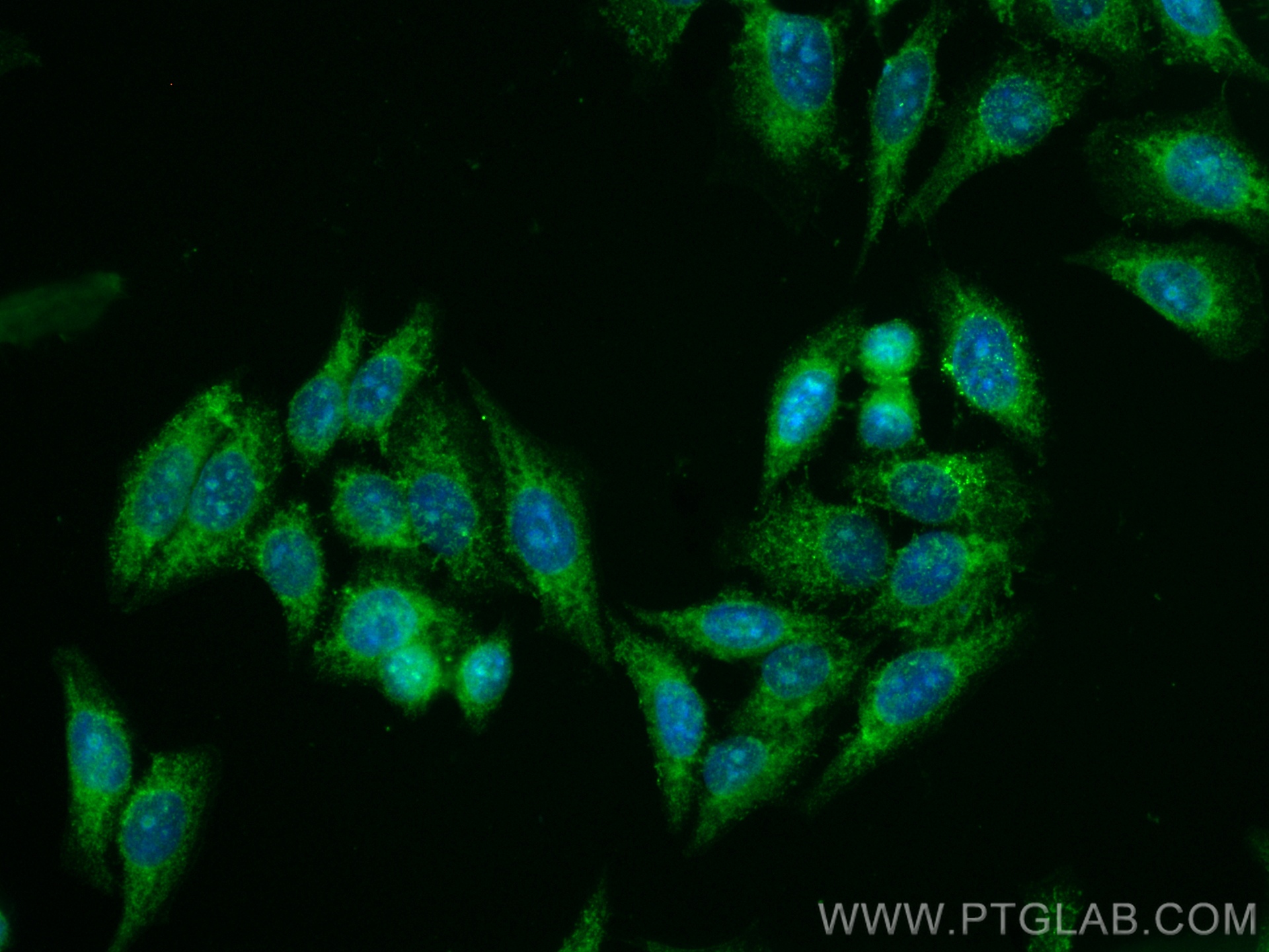 IF Staining of HepG2 using CL488-67892