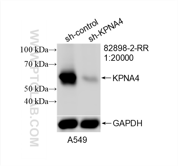 WB analysis of A549 using 82898-2-RR