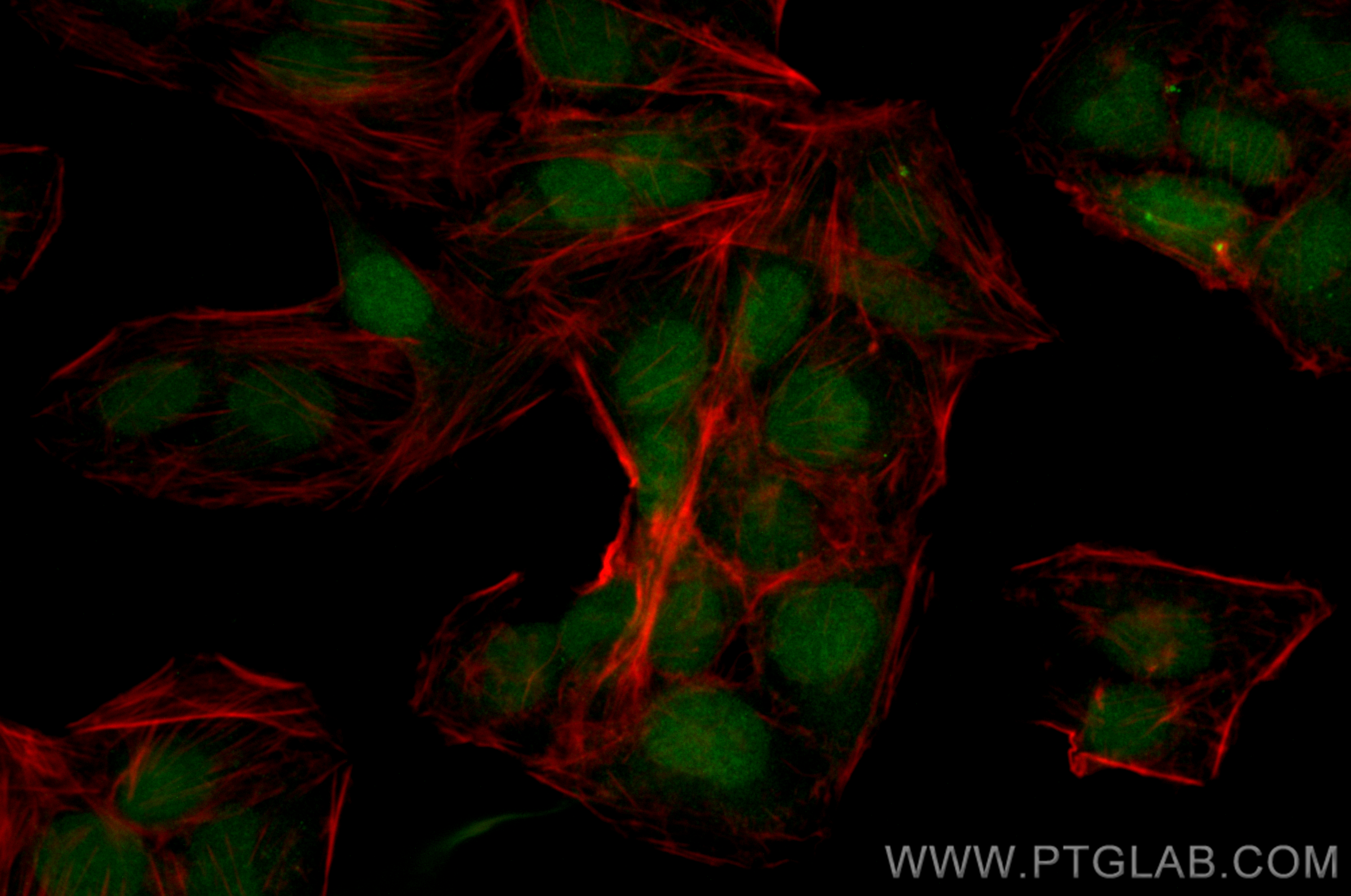 IF Staining of U2OS using CL488-82898-2
