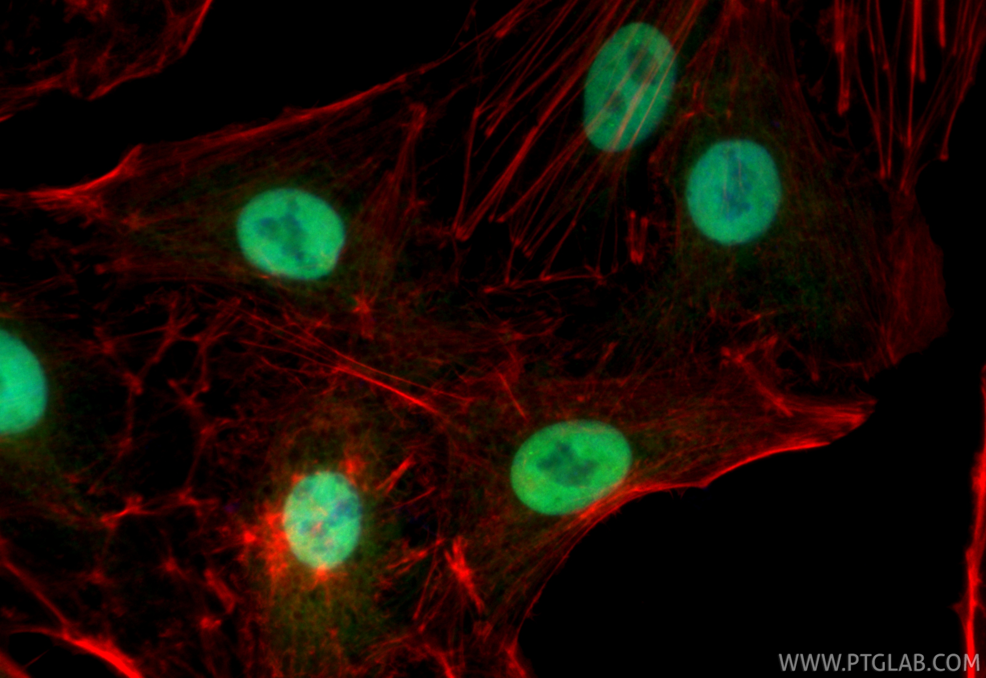 IF Staining of A549 using CL488-82898
