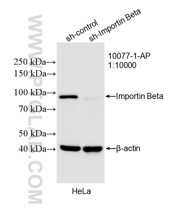 WB analysis of HeLa using 10077-1-AP
