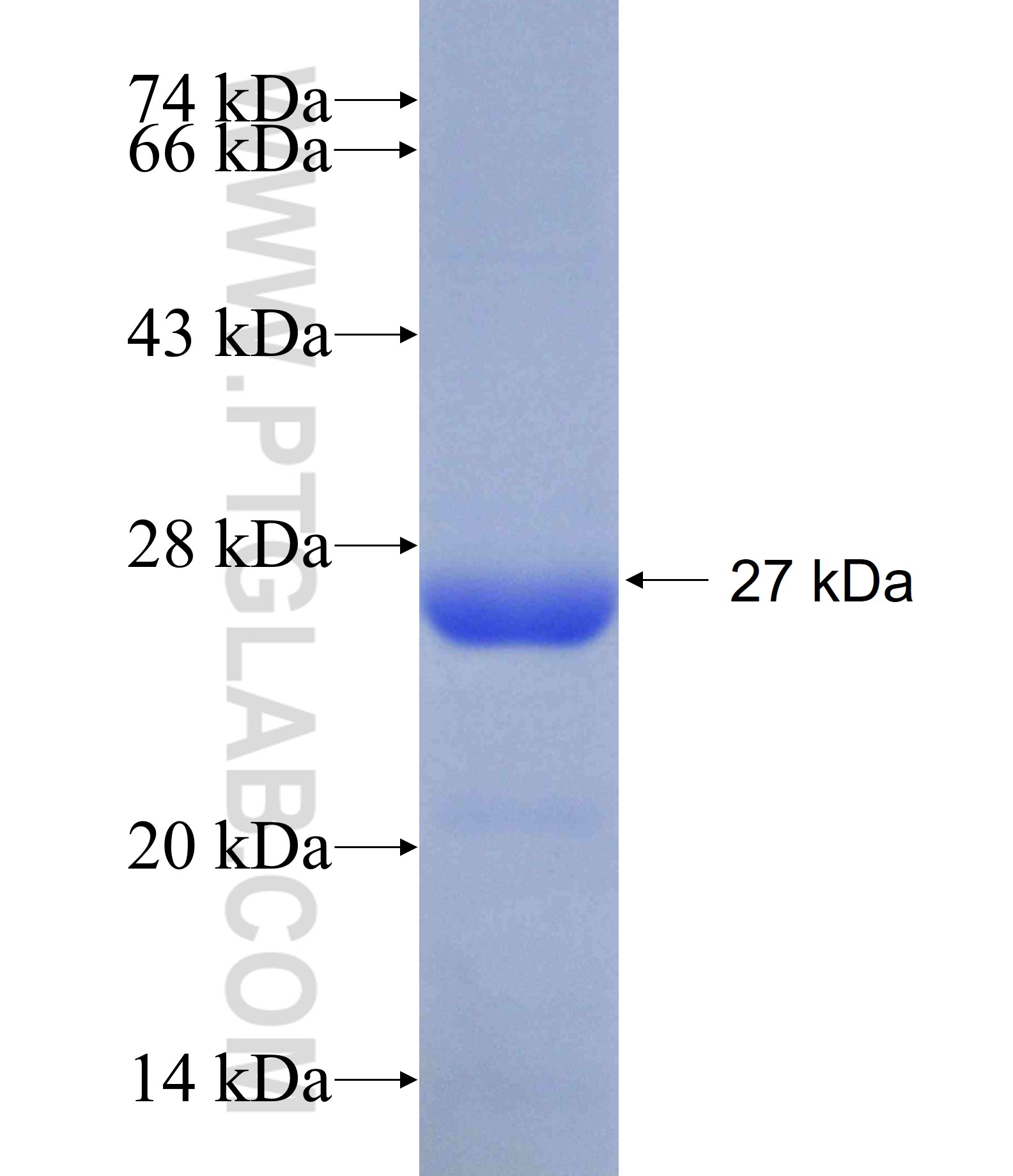 KPNB1 fusion protein Ag23094 SDS-PAGE