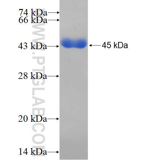 KPTN fusion protein Ag8956 SDS-PAGE