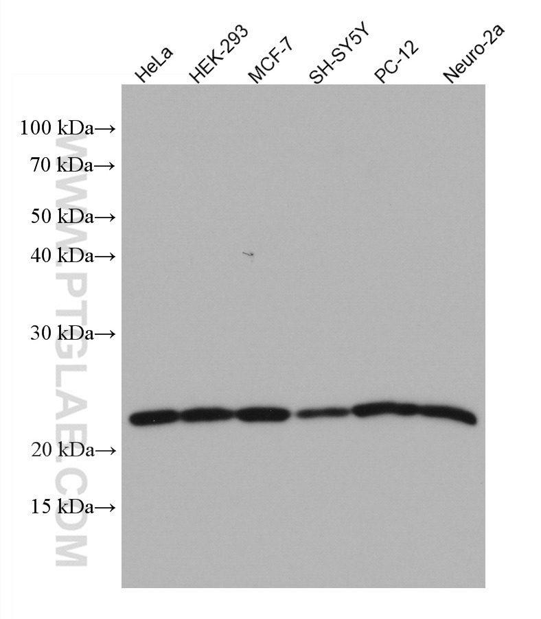 WB analysis using 67266-1-Ig