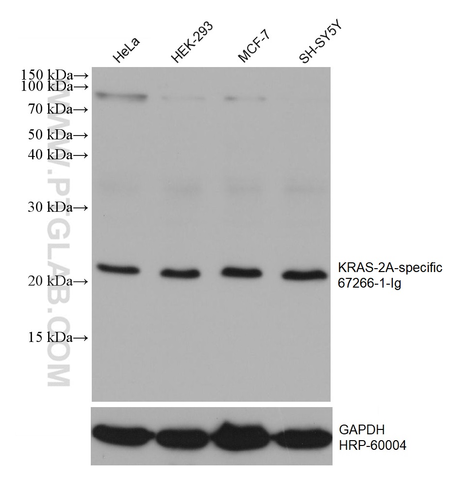 KRAS-2A-specific