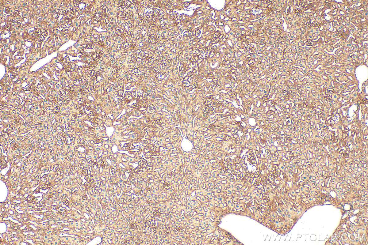 Immunohistochemical analysis of paraffin-embedded mouse liver tissue slide using 12063-1-AP (KRAS antibody) at dilution of 1:200 (under 10x lens). Heat mediated antigen retrieval with Tris-EDTA buffer (pH 9.0). IHC staining of mouse liver using 12063-1-AP