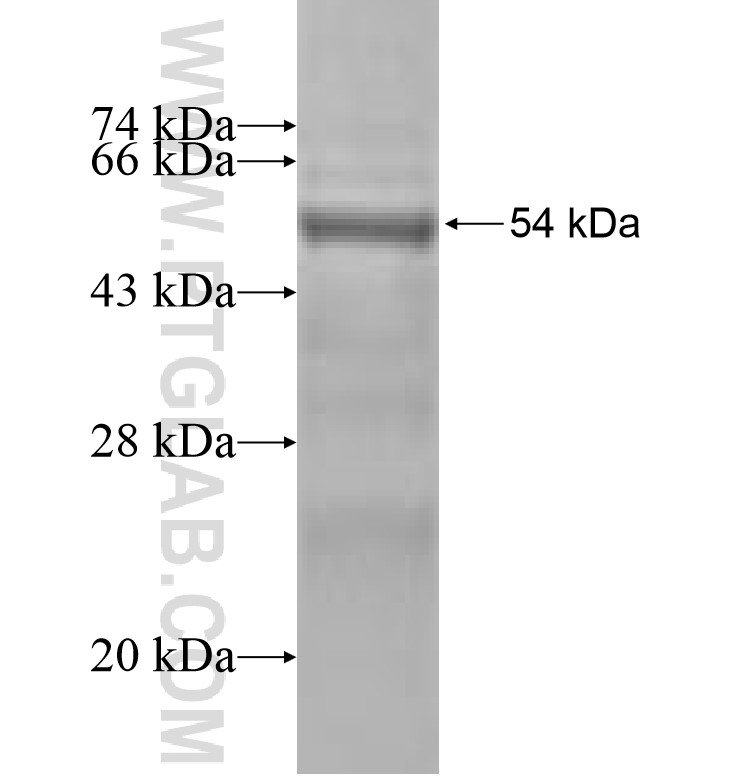 KRBP fusion protein Ag0585 SDS-PAGE