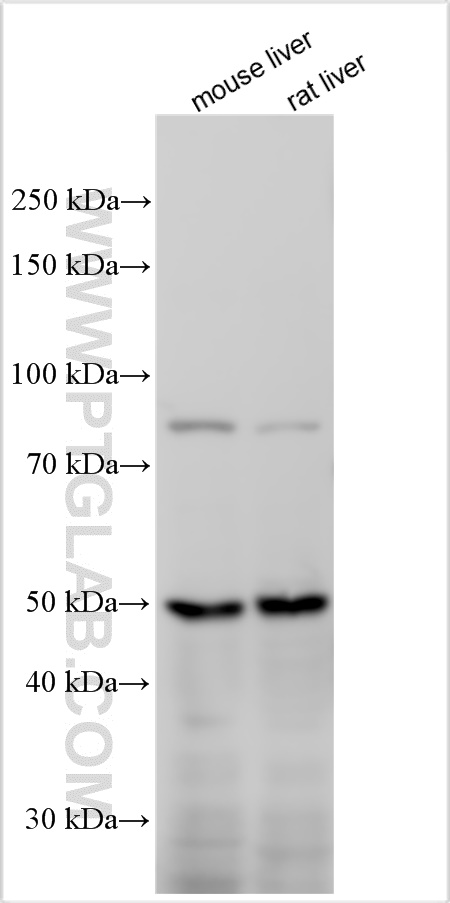 KREMEN1