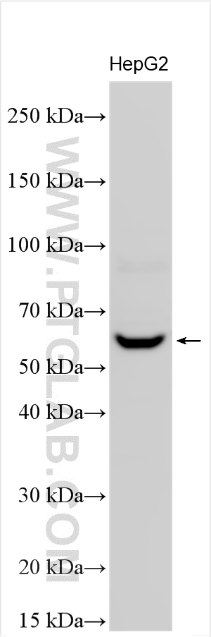 WB analysis using 32552-1-AP