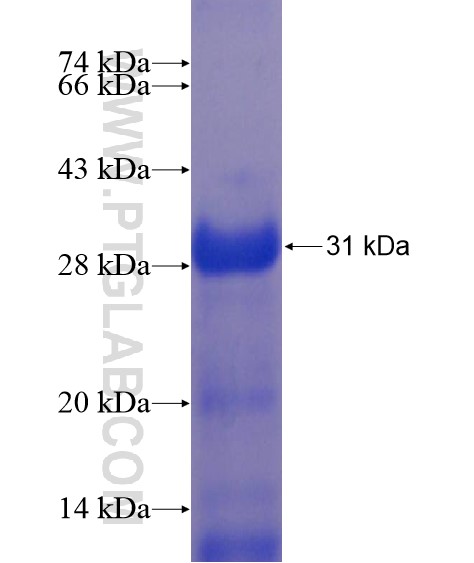 KREMEN1 fusion protein Ag22092 SDS-PAGE