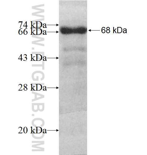 KRI1 fusion protein Ag9387 SDS-PAGE KRI1 fusion protein Ag9387 SDS-PAGE