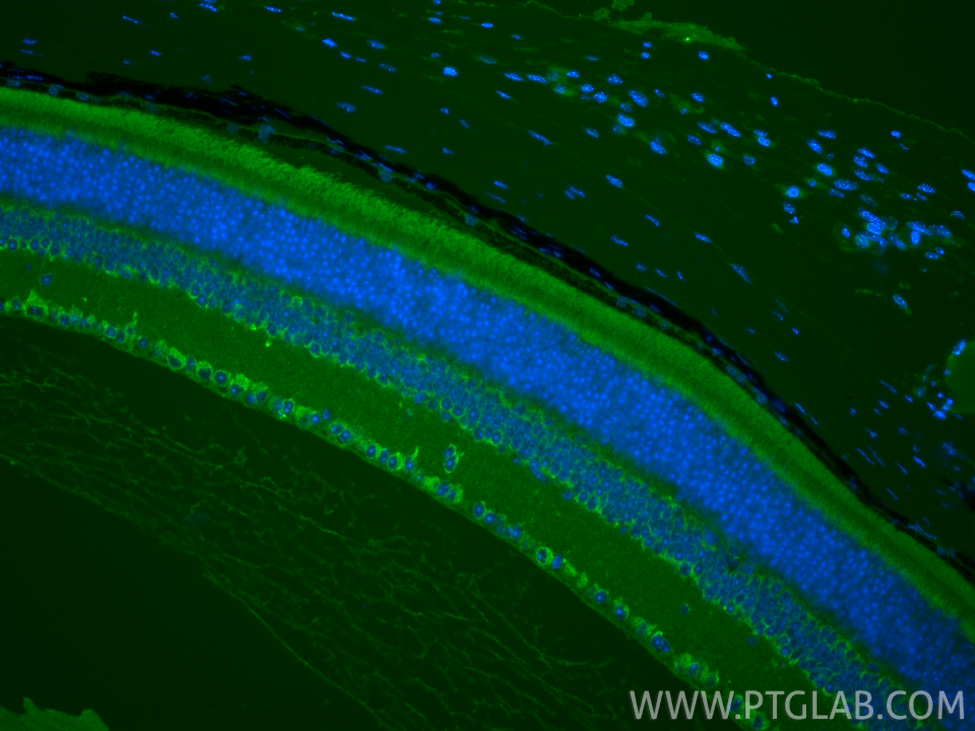 IF Staining of mouse eye using 24789-1-AP IF Staining of mouse eye using 24789-1-AP